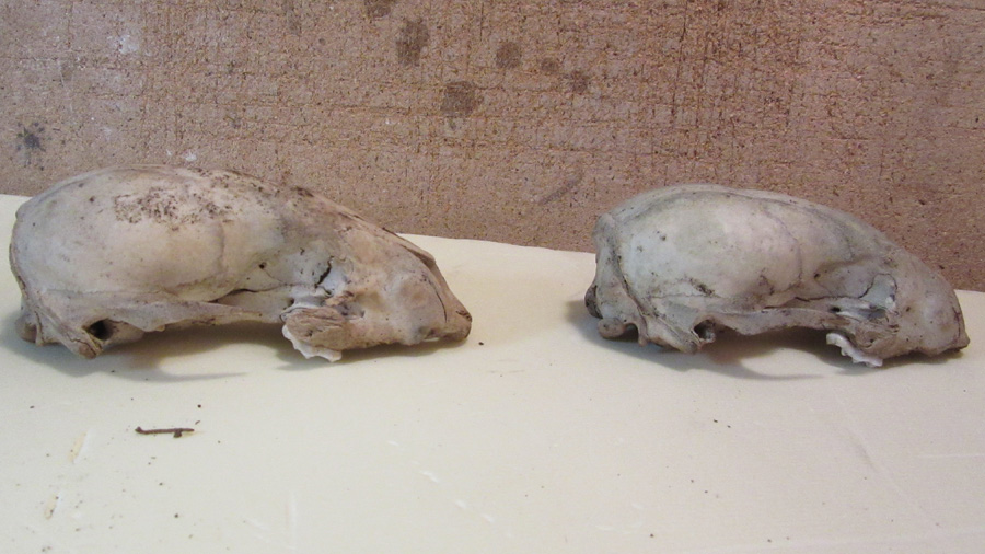 Identificazione Mustelide