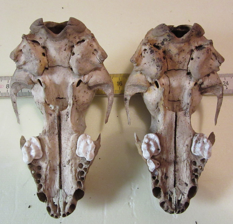 Identificazione Mustelide
