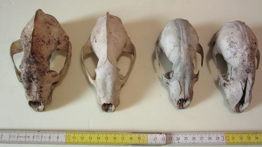 Identificazione Mustelide