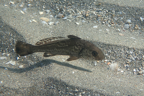 Misano Adriatico: Umbrina cirrosa e Pomatoschistus marmoratus