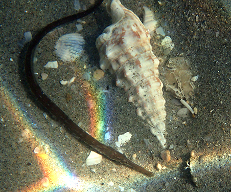 Misano Adriatico: Umbrina cirrosa e Pomatoschistus marmoratus