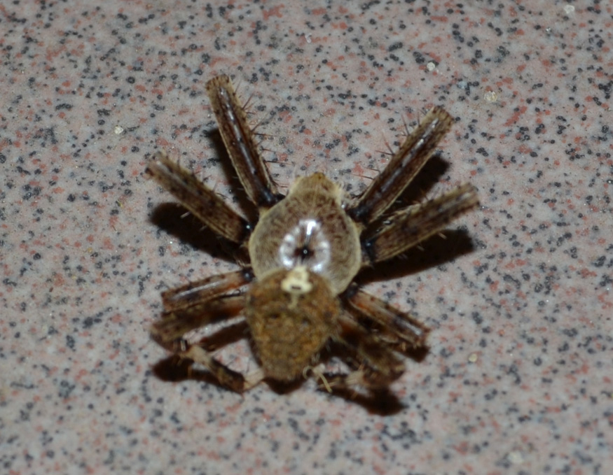 Araneus cf. angulatus