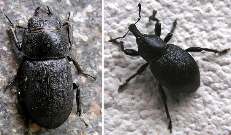 da determinare: Dorcus parallelipipedus e Liparus sp.