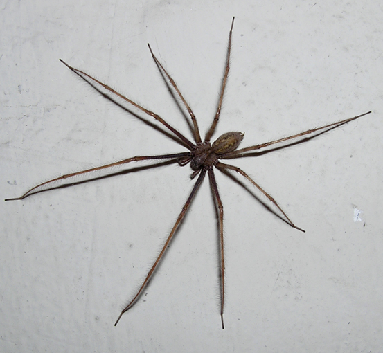 Tegenaria parietina