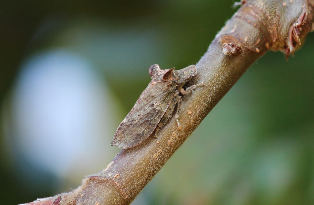 farfalla?  No, Cicadellidae: Ledra aurita