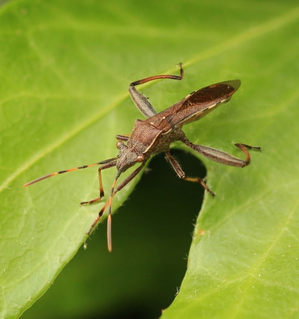 Alydidae: Camptopus lateralis
