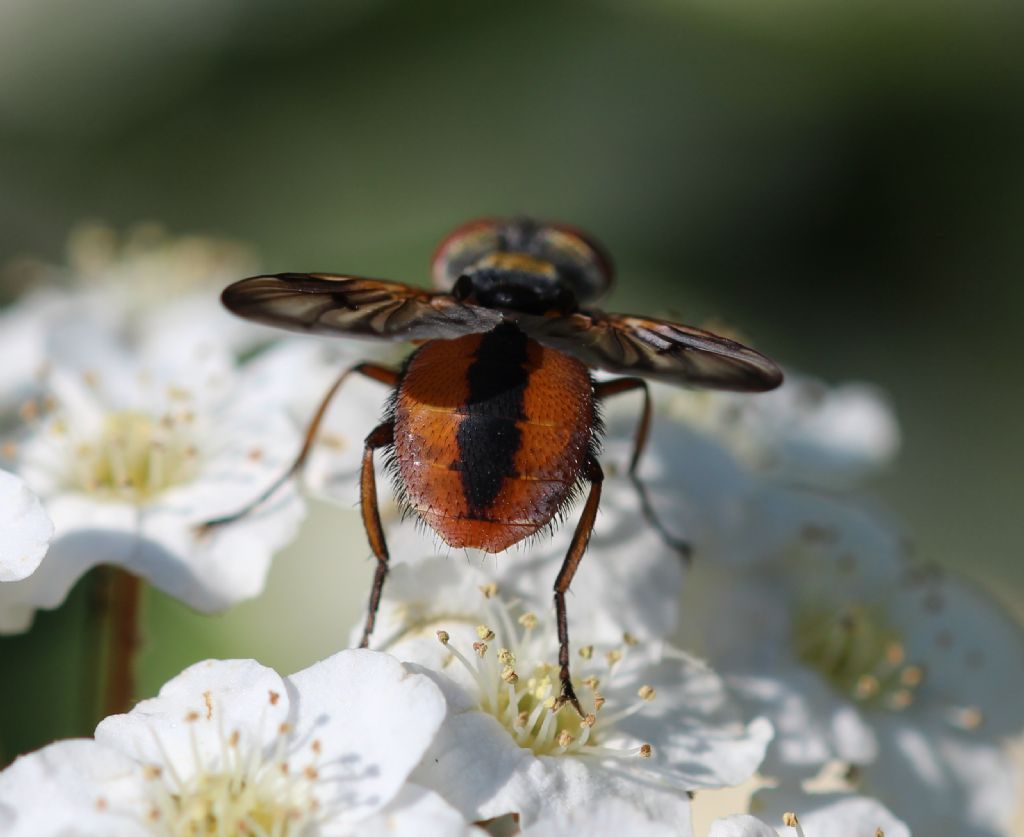 Maschio di Ectophasia crassipennis (Tachinidae)