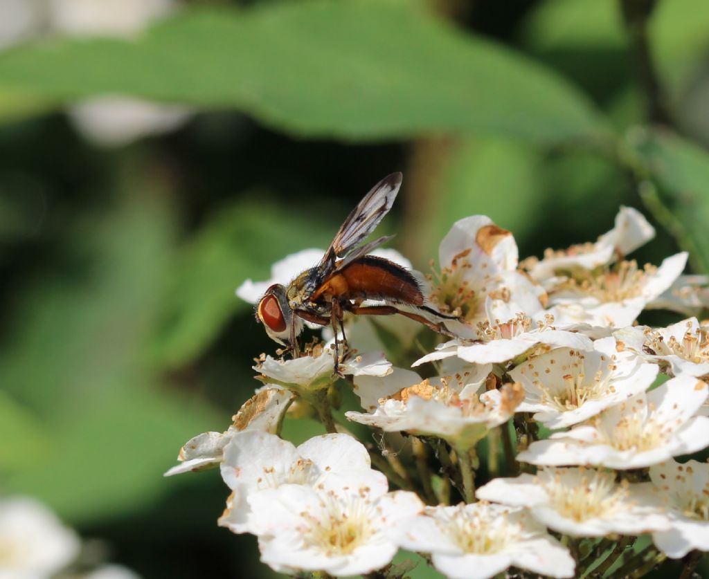 Maschio di Ectophasia crassipennis (Tachinidae)