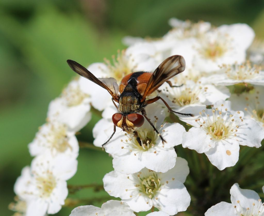 Maschio di Ectophasia crassipennis (Tachinidae)