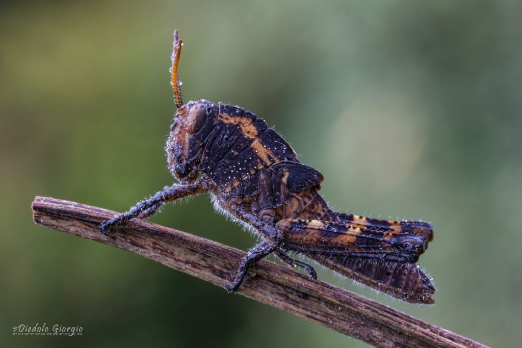 Anacridium aegyptium?  S, giovane ninfa