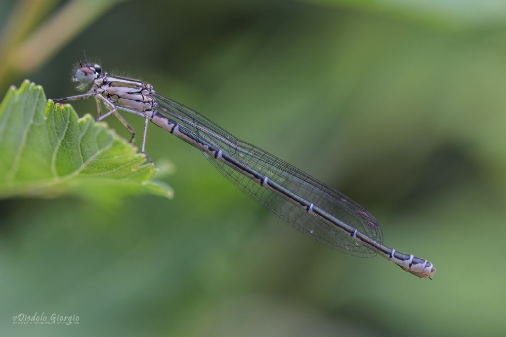Coenagrion puella