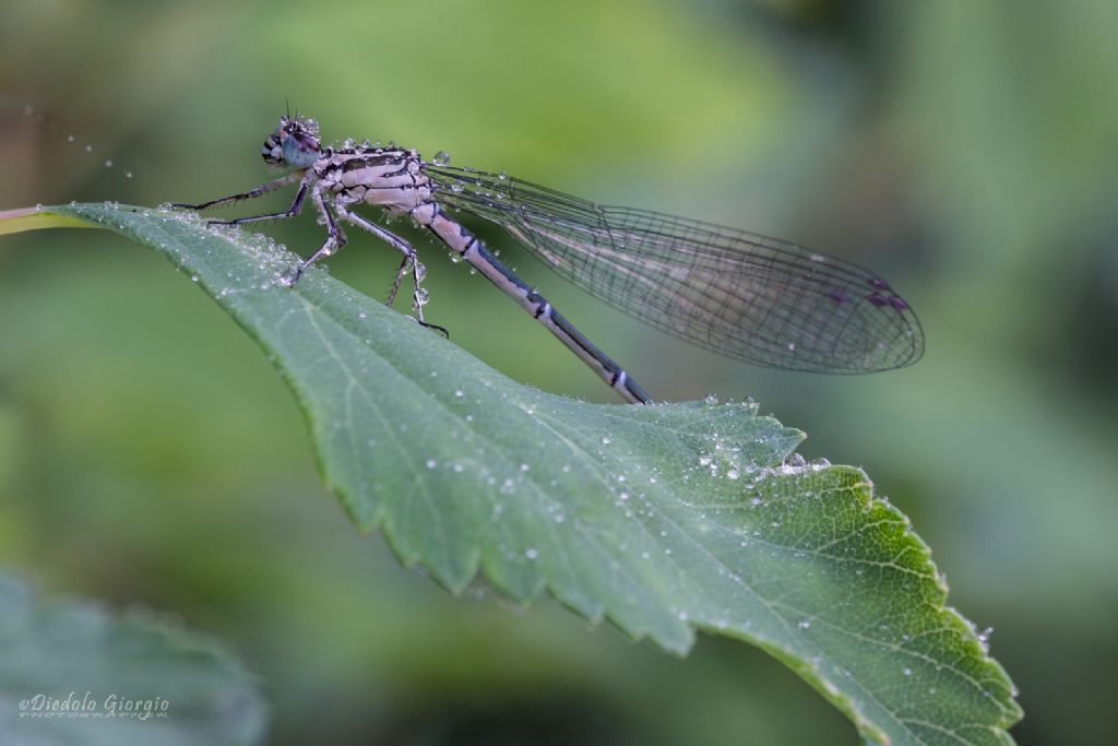 Coenagrion puella