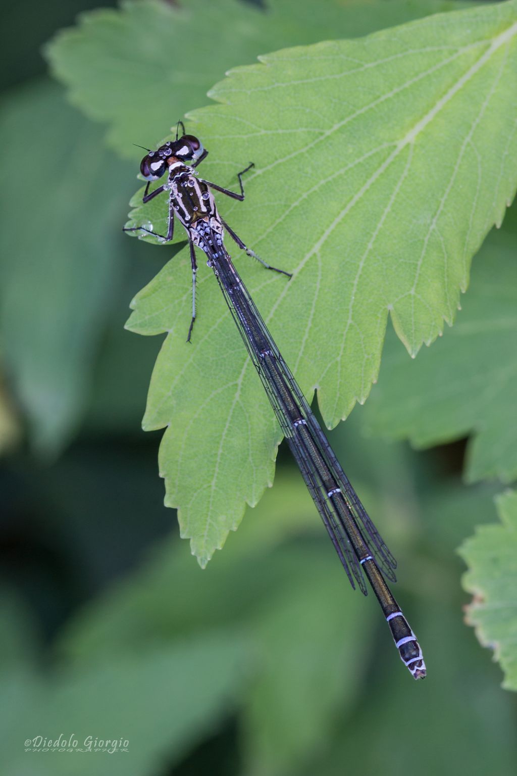 Coenagrion puella