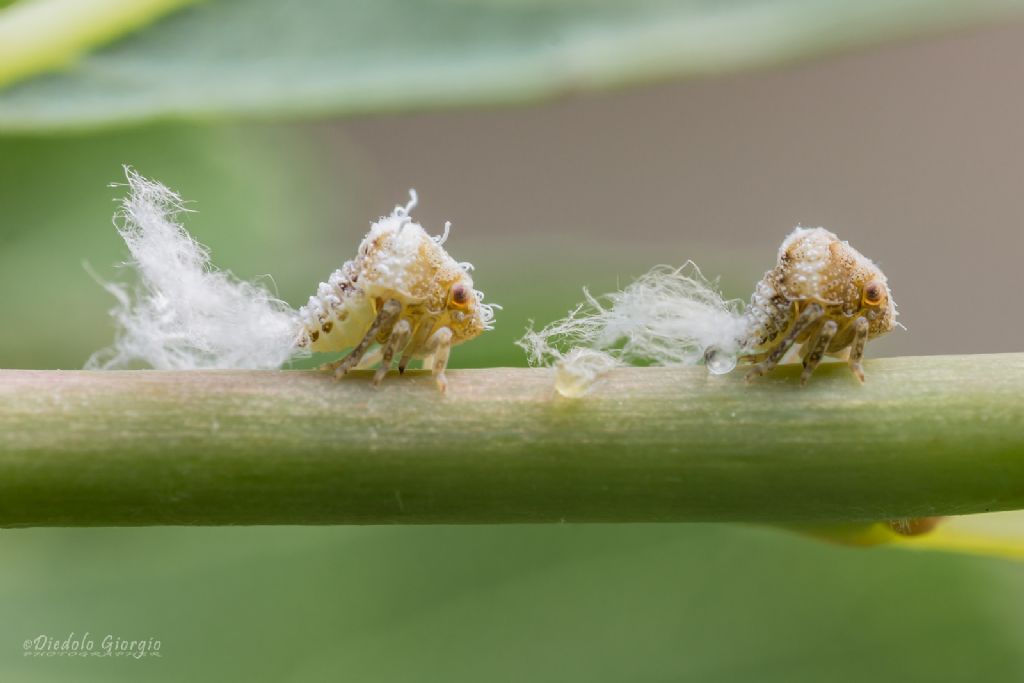 Fulgoromorpha Acanaloniidae: Acanalonia conica