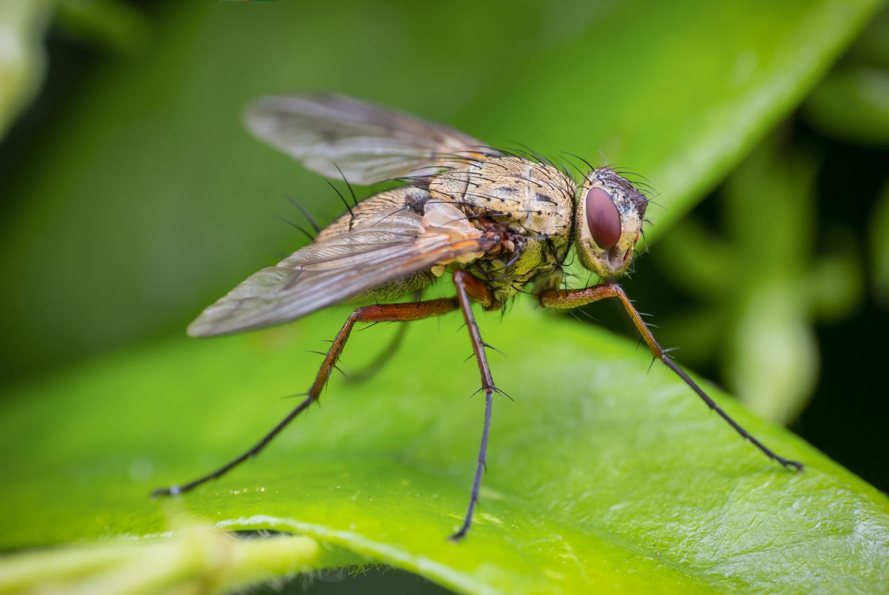 Dexia rustica (Tachinidae)