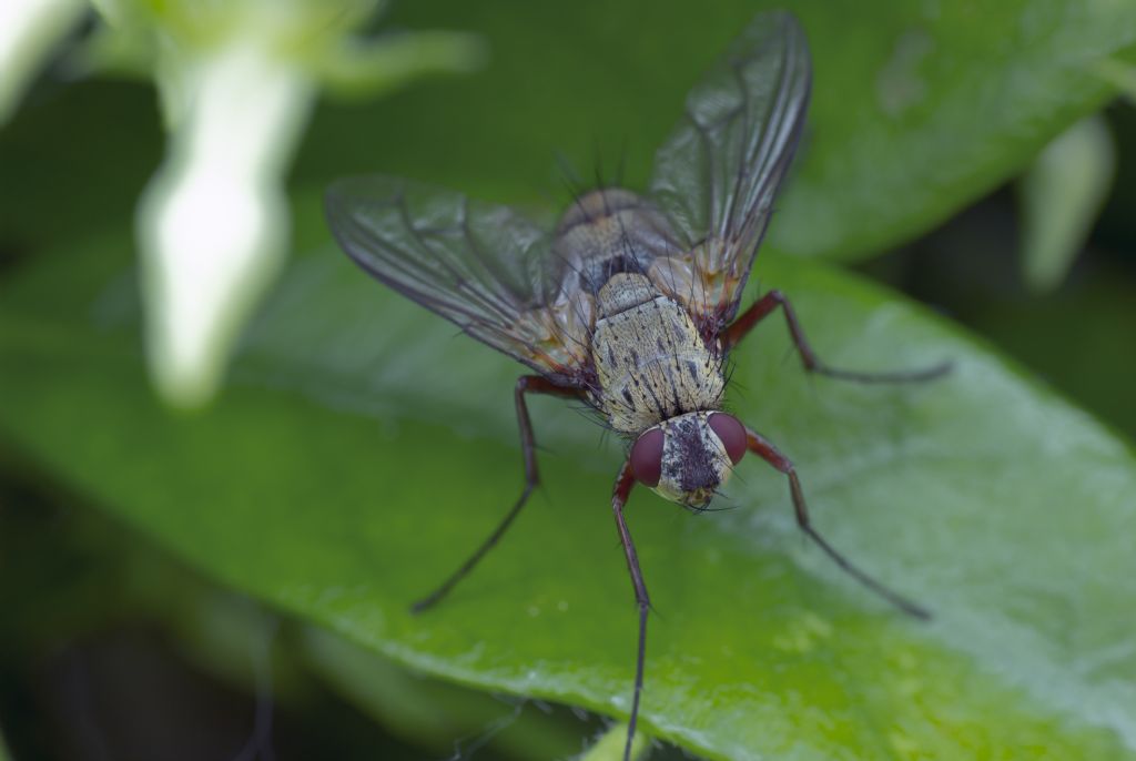 Dexia rustica (Tachinidae)