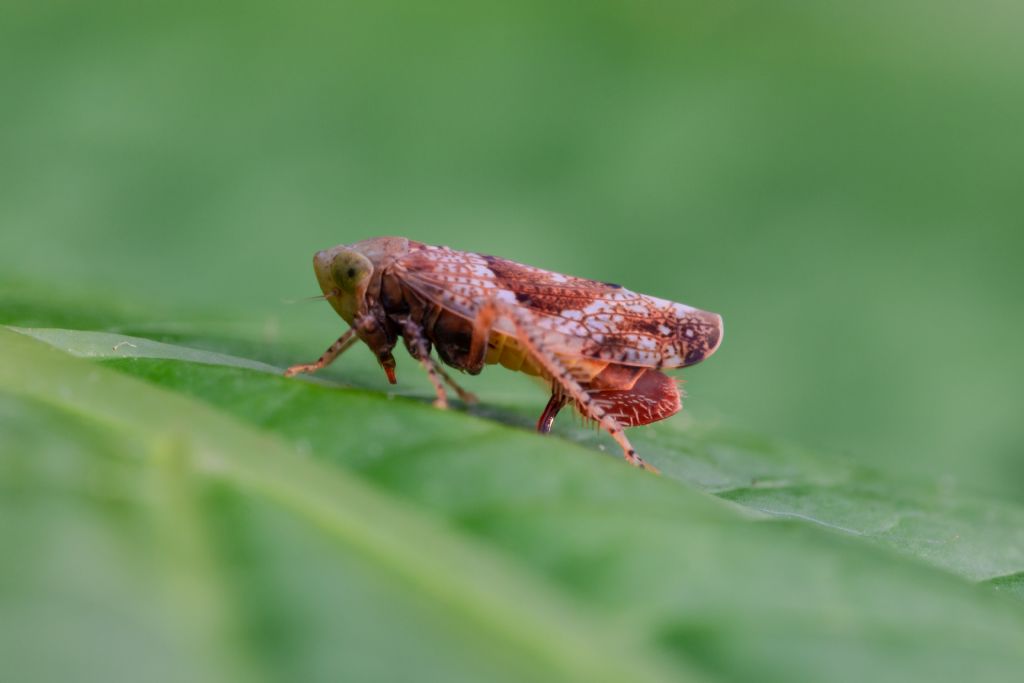 Cicadellidae: Hishimonus hamatus