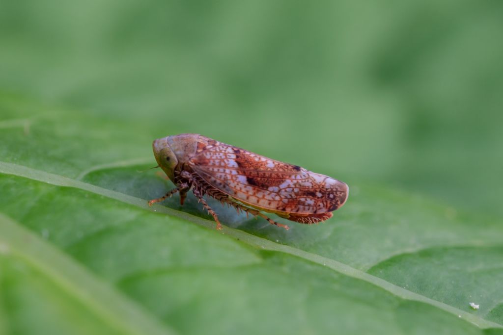 Cicadellidae: Hishimonus hamatus