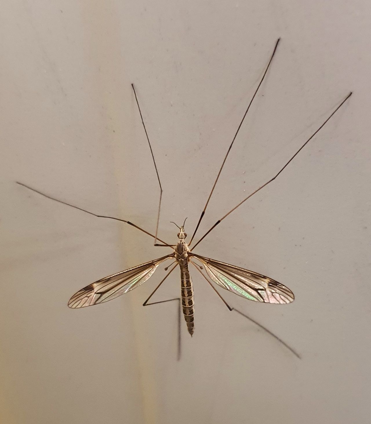 Tiipula da confermare ... Tipula sp.