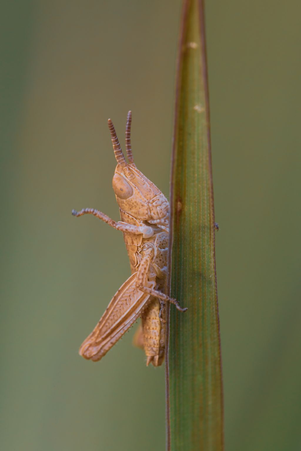 ninfa di... Acrididae Gomphocerinae sp.