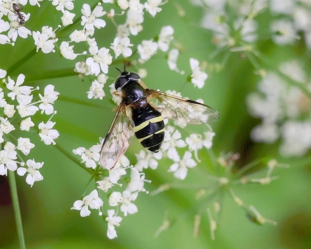 Syrphydae: Dasysyrphus tricinctus, femmina