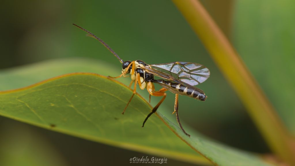 sembra hymenoptera