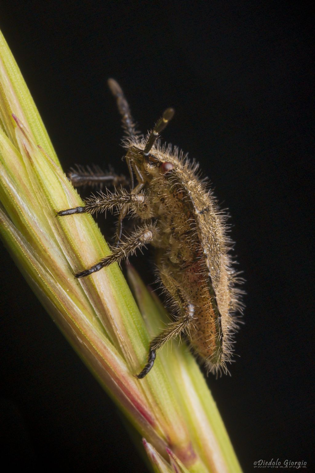 Pentatomidae: ninfa di Dolycoris baccarum da confermare