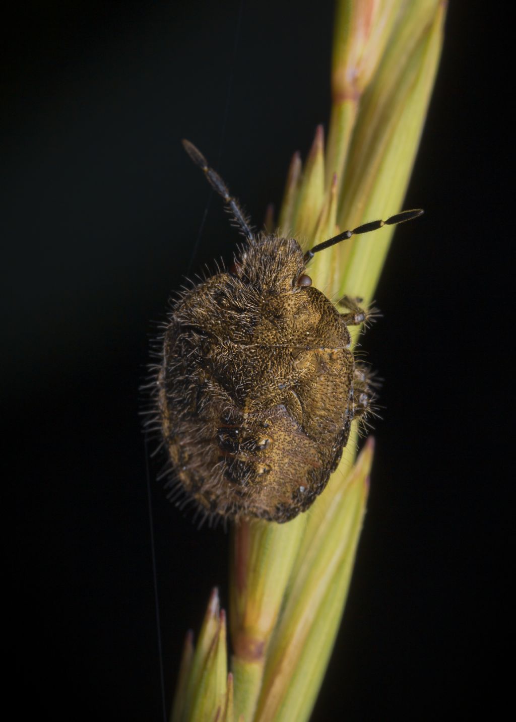 Pentatomidae: ninfa di Dolycoris baccarum da confermare