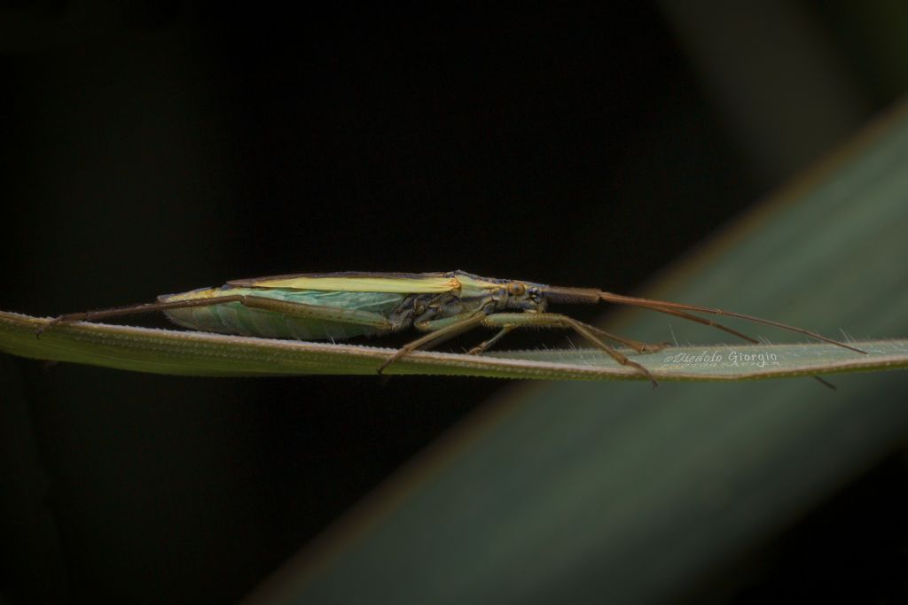 Leptopterna ferrugata?