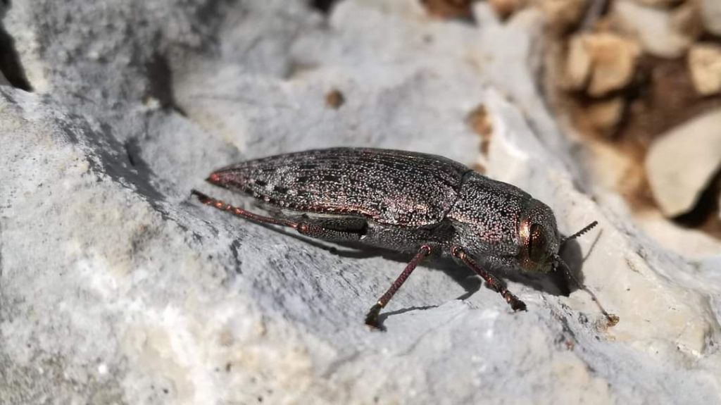 Buprestis haemorrhoidalis? No, Dicerca berolinensis