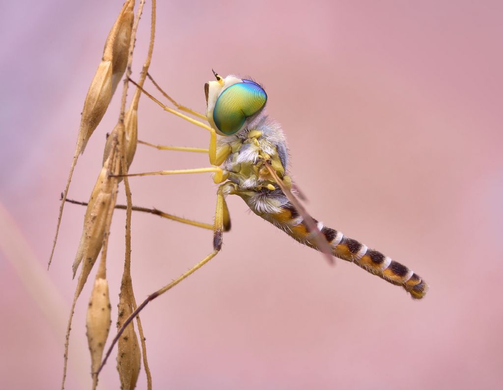 bombyliidae?