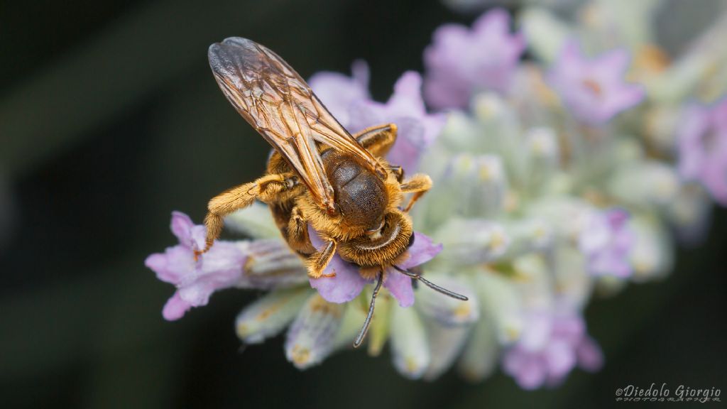Apidae? Apidae Halictinae: Halictus scabiosae