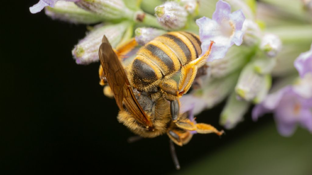 Apidae? Apidae Halictinae: Halictus scabiosae