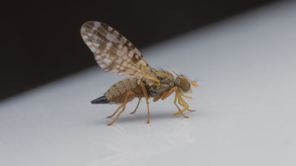 Tephritidae: Dioxyna bidentis? S