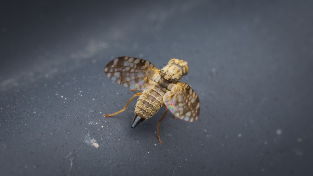 Tephritidae: Dioxyna bidentis? S