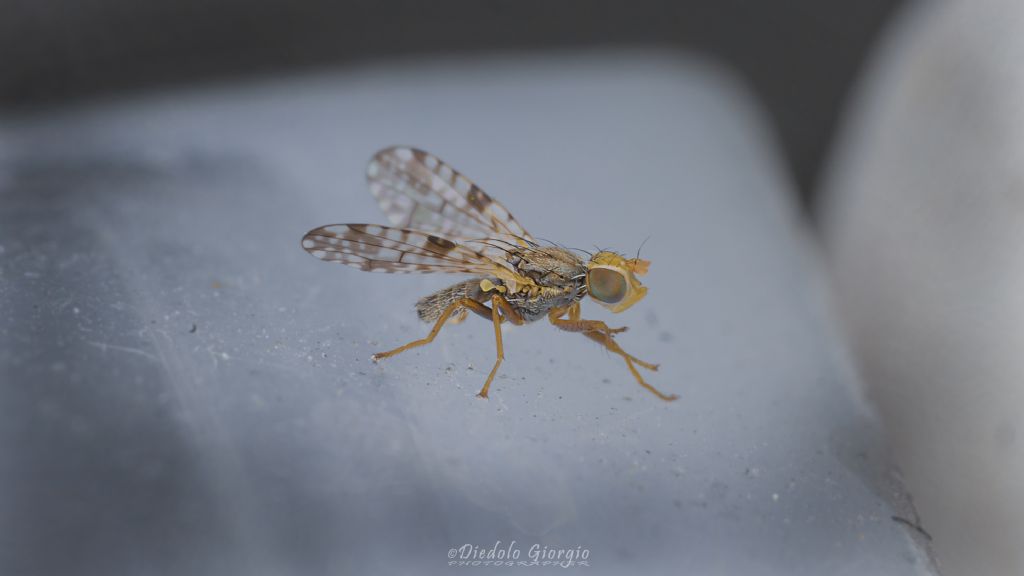 Tephritidae: Dioxyna bidentis? S