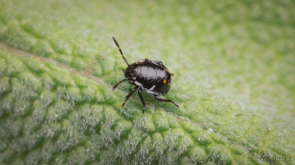 Neanide di Pentatomidae?  S, di Nezara viridula