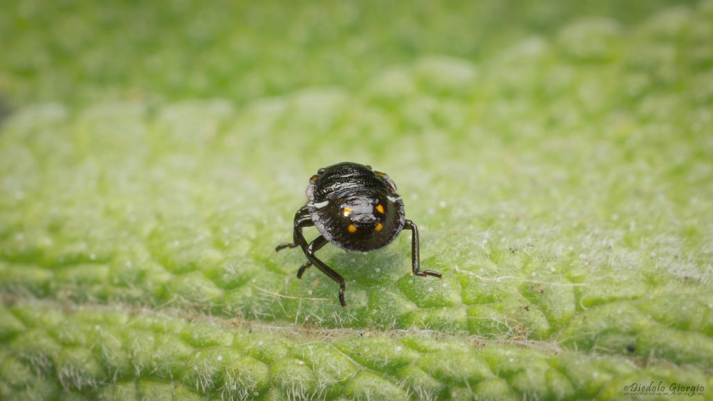 Neanide di Pentatomidae?  S, di Nezara viridula