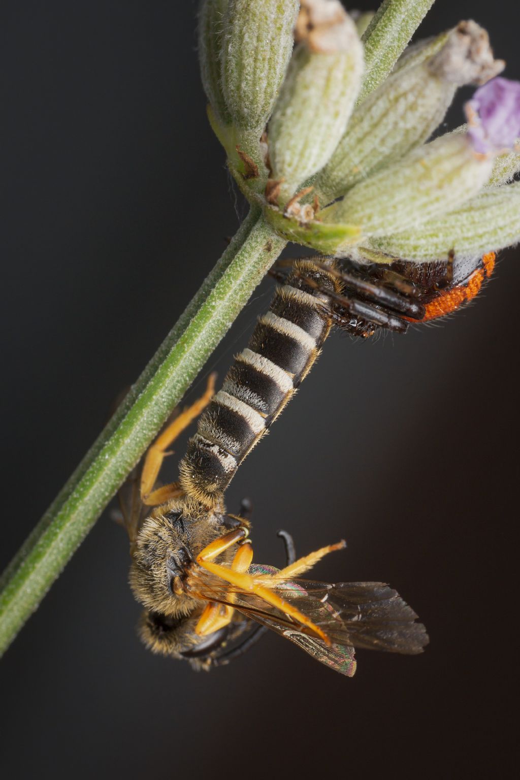 Halictus scabiosae predato ds Synema globosum