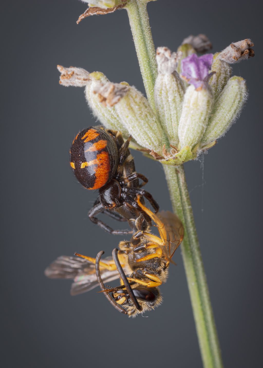 Halictus scabiosae predato ds Synema globosum