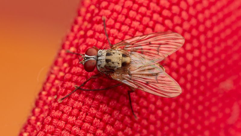 Helina sexmaculata