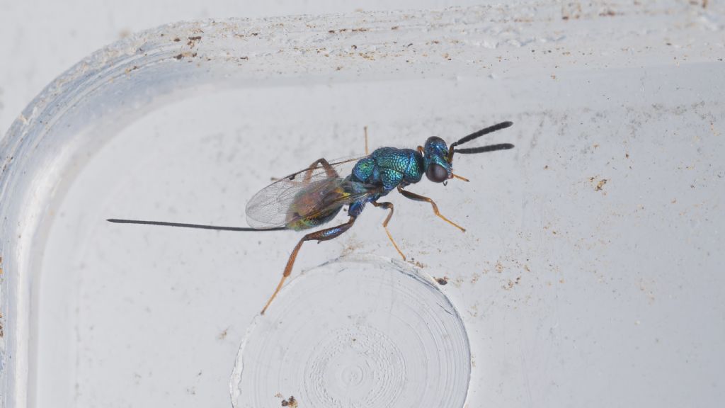 quale Chrysis? No, altra famiglia::  cfr. Pteromalidae sp.