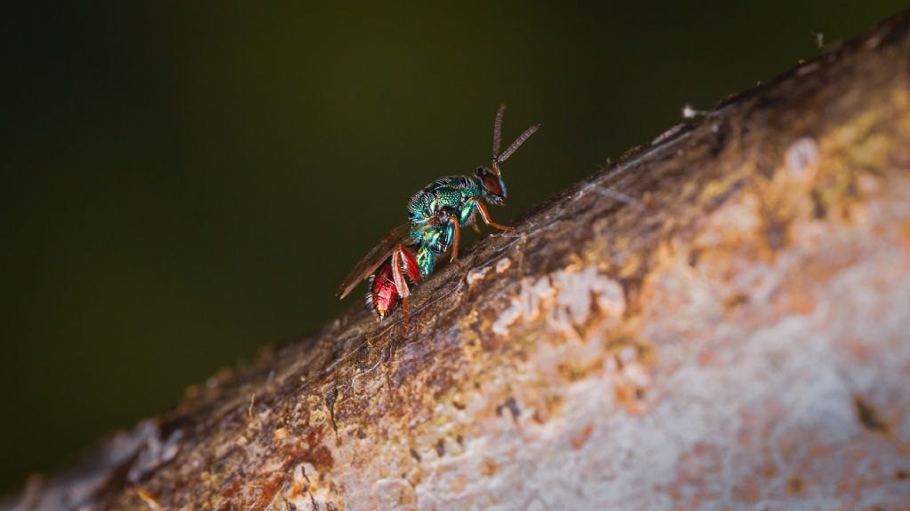 quale Chrysis? No, altra famiglia::  cfr. Pteromalidae sp.