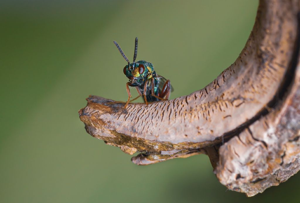 quale Chrysis? No, altra famiglia::  cfr. Pteromalidae sp.