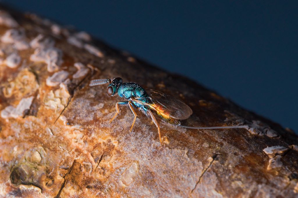 quale Chrysis? No, altra famiglia::  cfr. Pteromalidae sp.