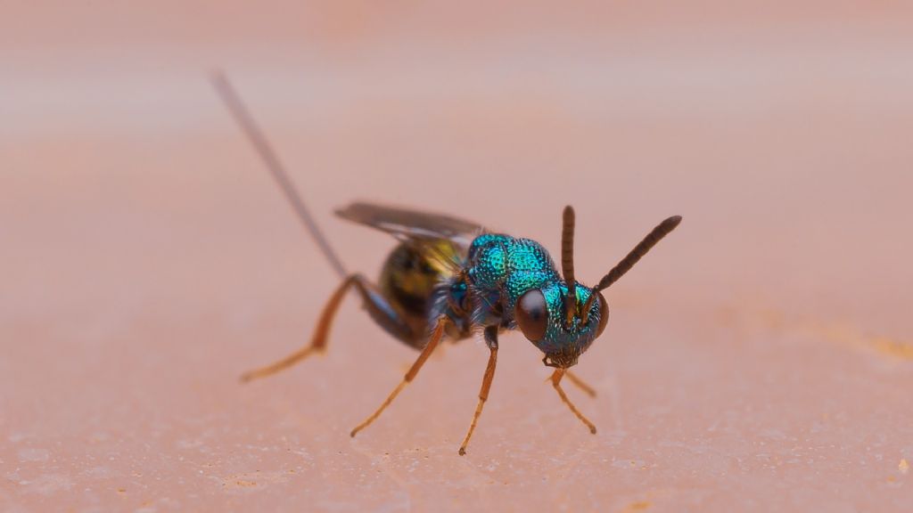 quale Chrysis? No, altra famiglia::  cfr. Pteromalidae sp.