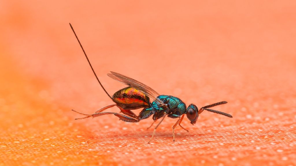 quale Chrysis? No, altra famiglia::  cfr. Pteromalidae sp.