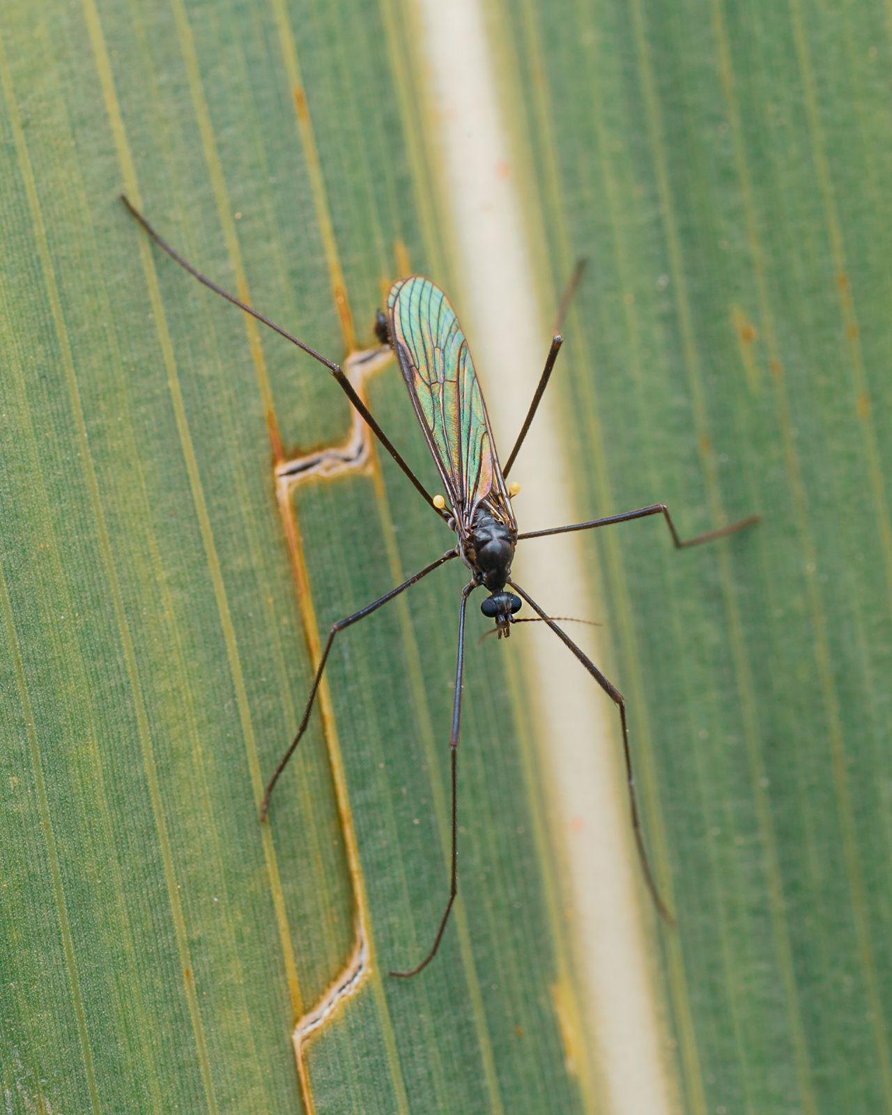 Limoniidae? S, Gnophomyia cfr. viridipennis