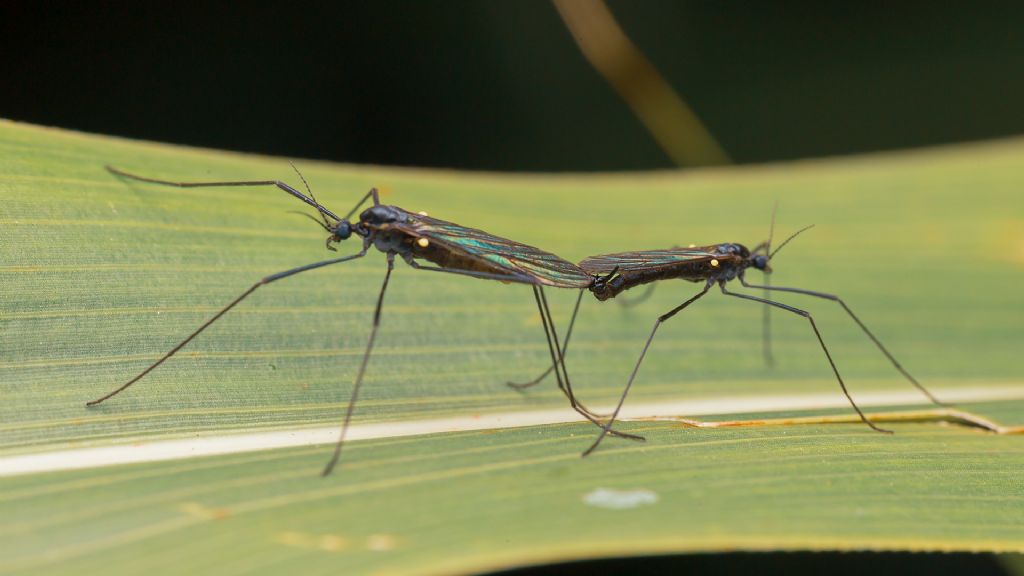 Limoniidae? S, Gnophomyia cfr. viridipennis