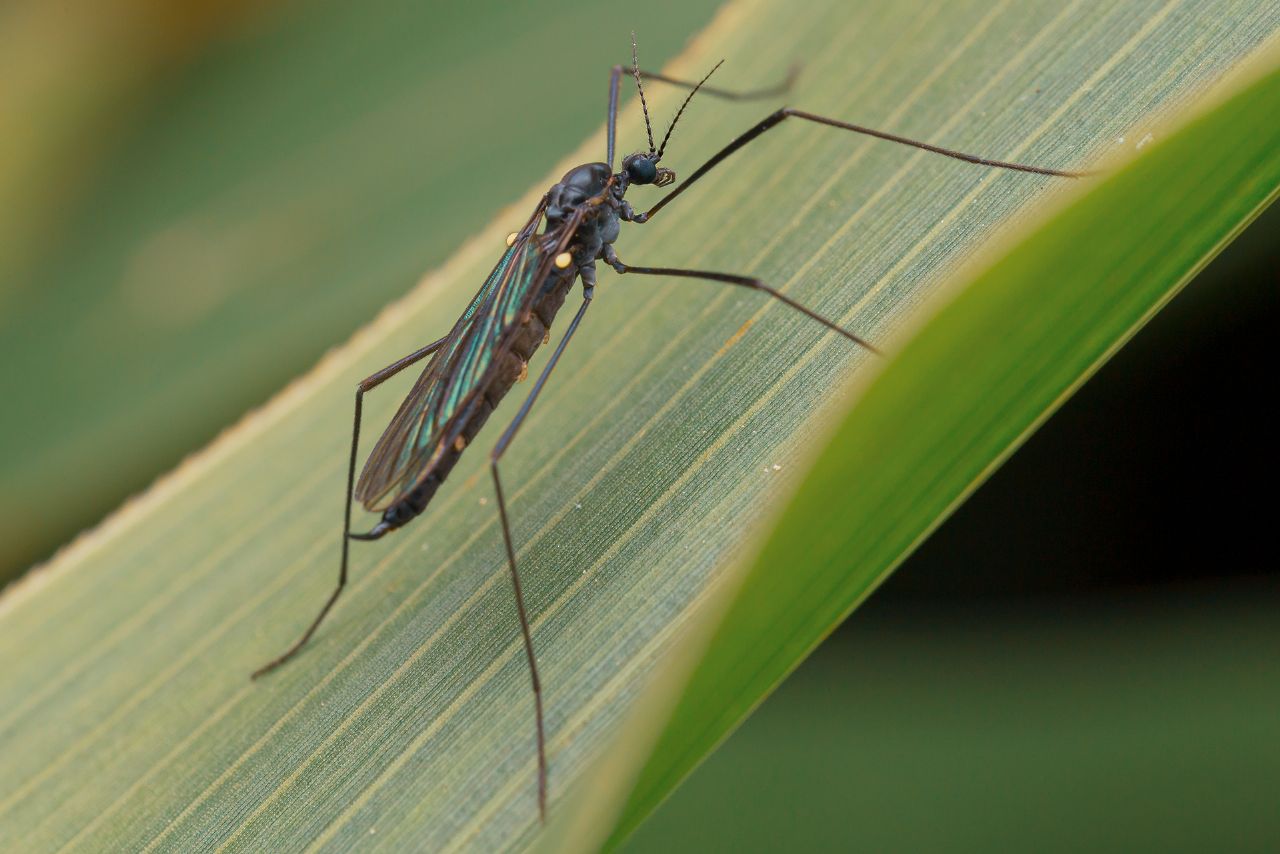 Limoniidae? S, Gnophomyia cfr. viridipennis